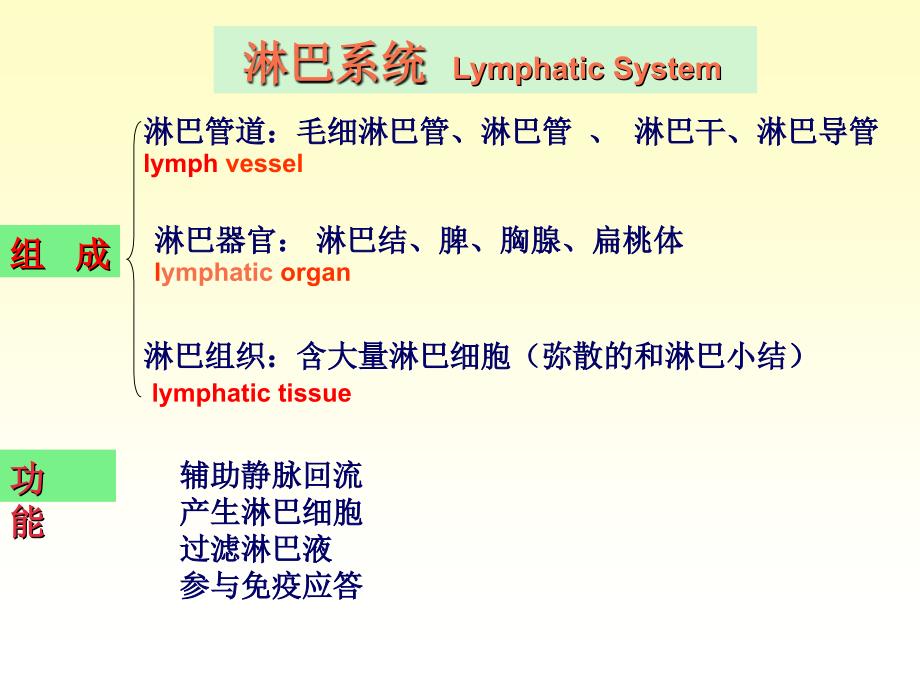 系统解剖学淋巴系统_第2页