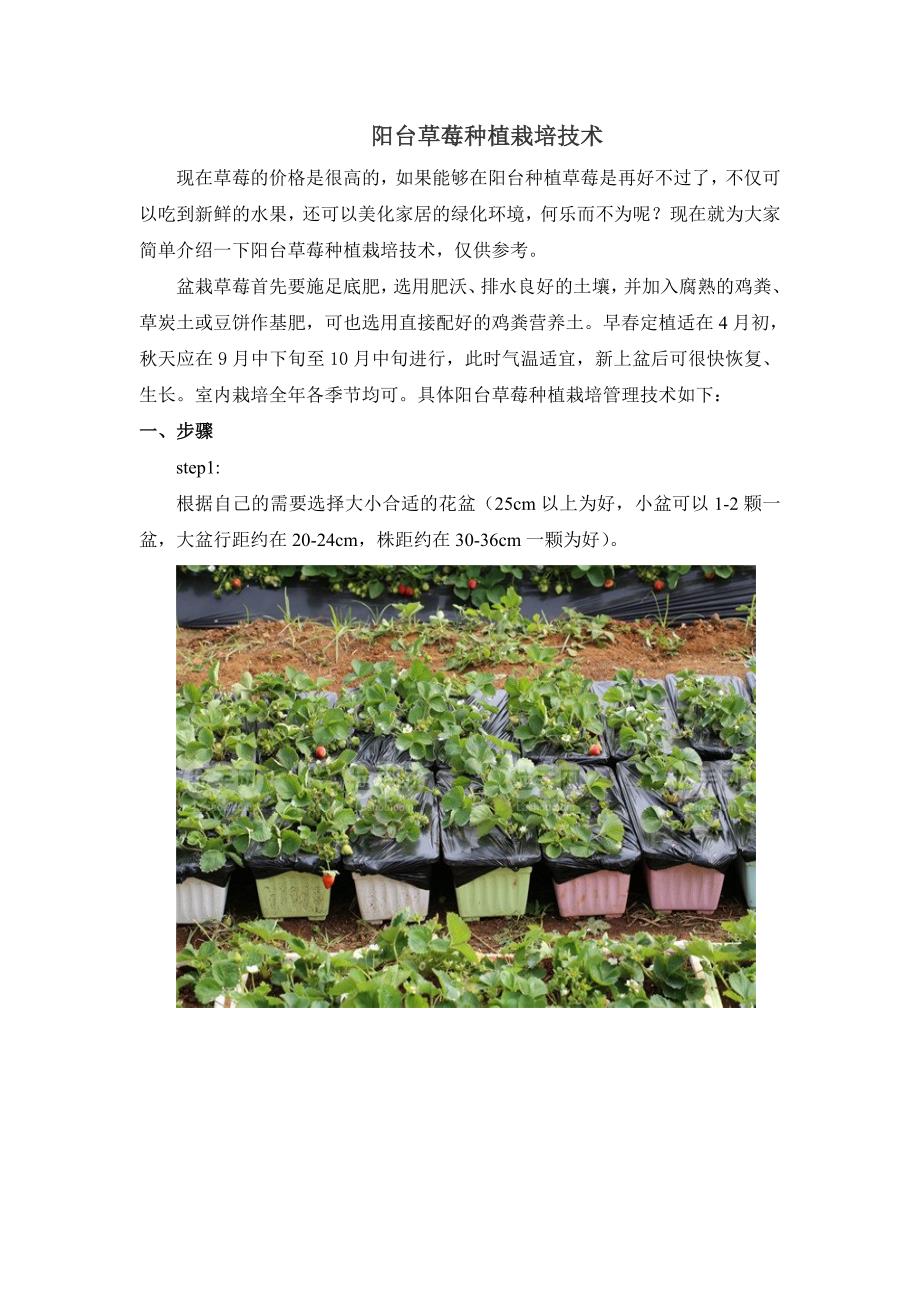 阳台草莓种植栽培_第1页