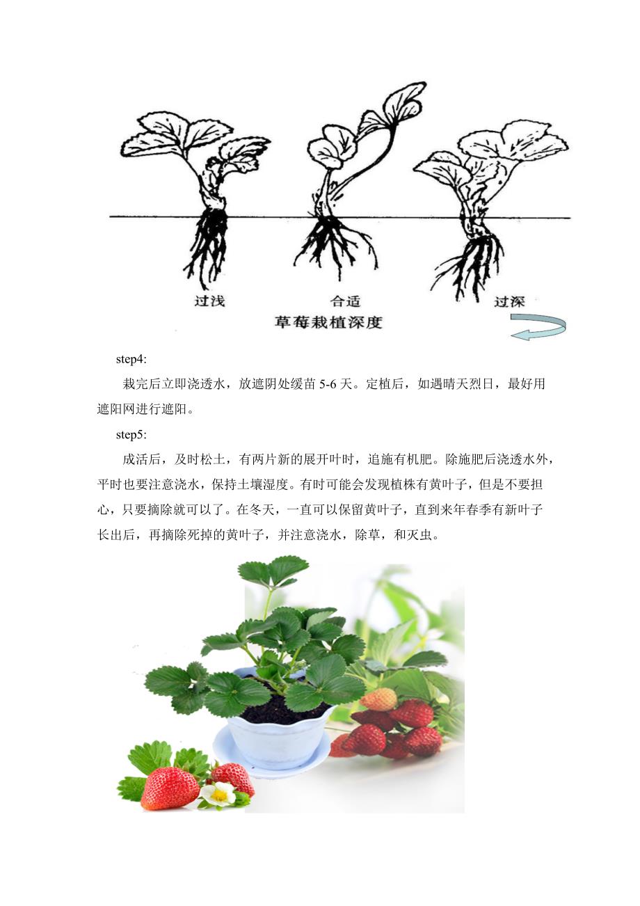 阳台草莓种植栽培_第3页