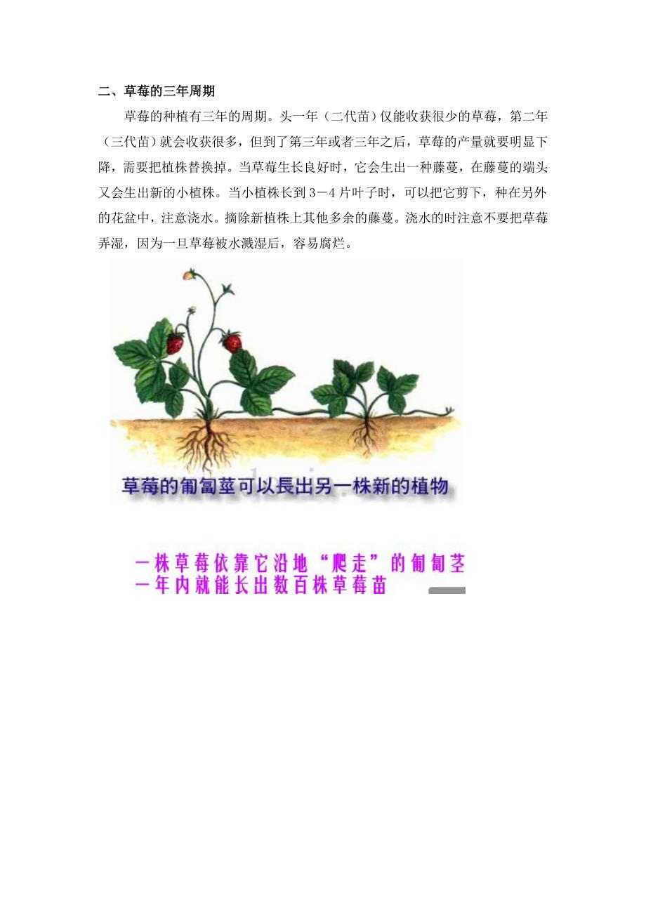 阳台草莓种植栽培_第4页