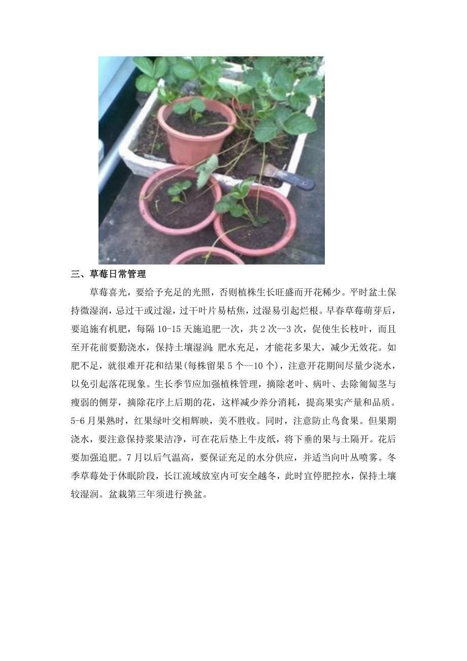 阳台草莓种植栽培_第5页