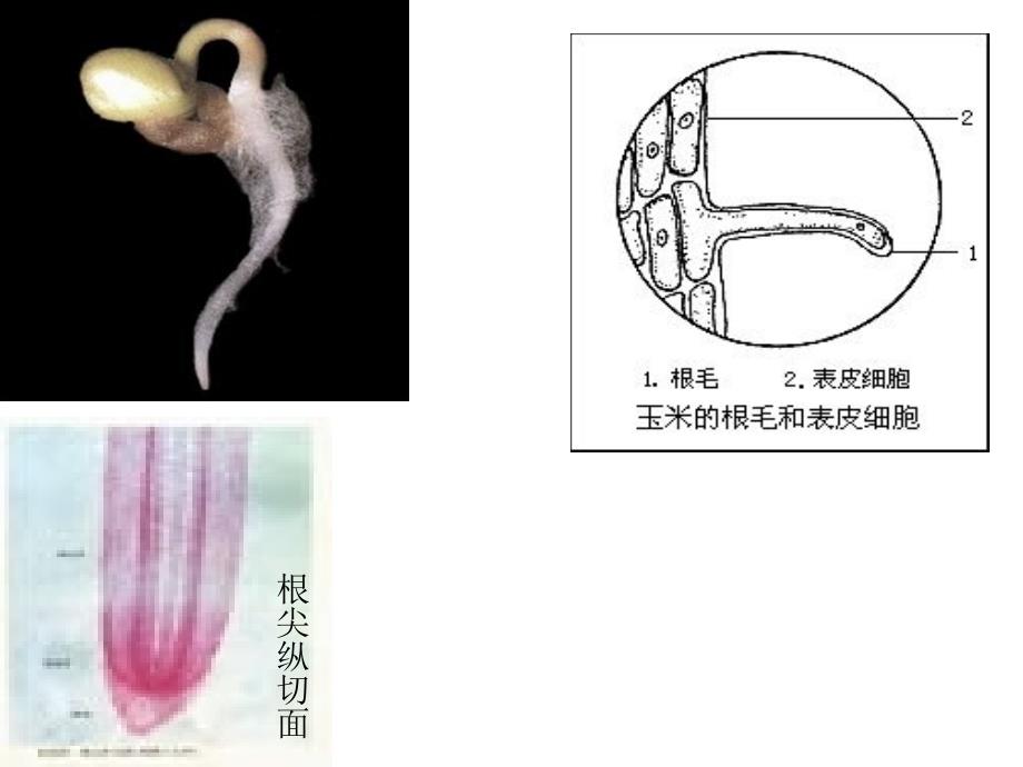 石莲子中学生物 水分进入植物体内的途径_第3页