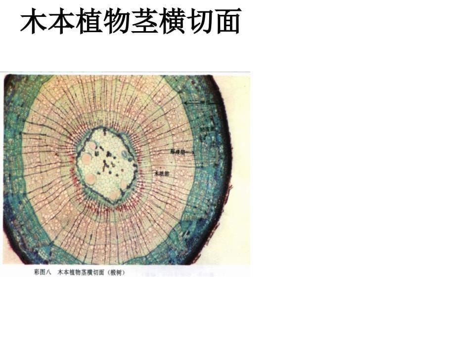 石莲子中学生物 水分进入植物体内的途径_第5页