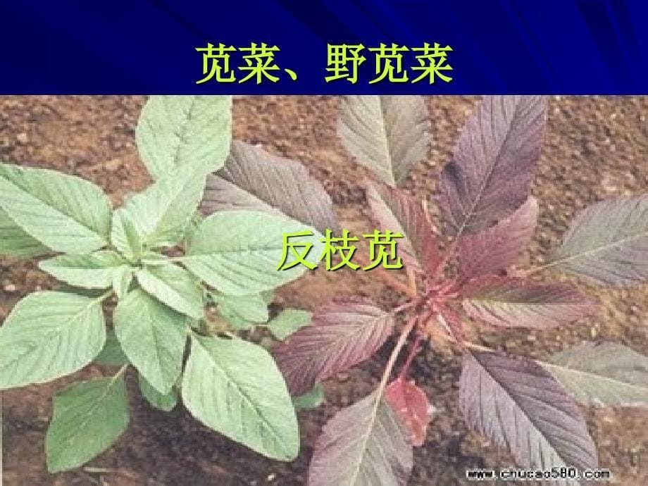 常见杂草识别及不同命名_第5页