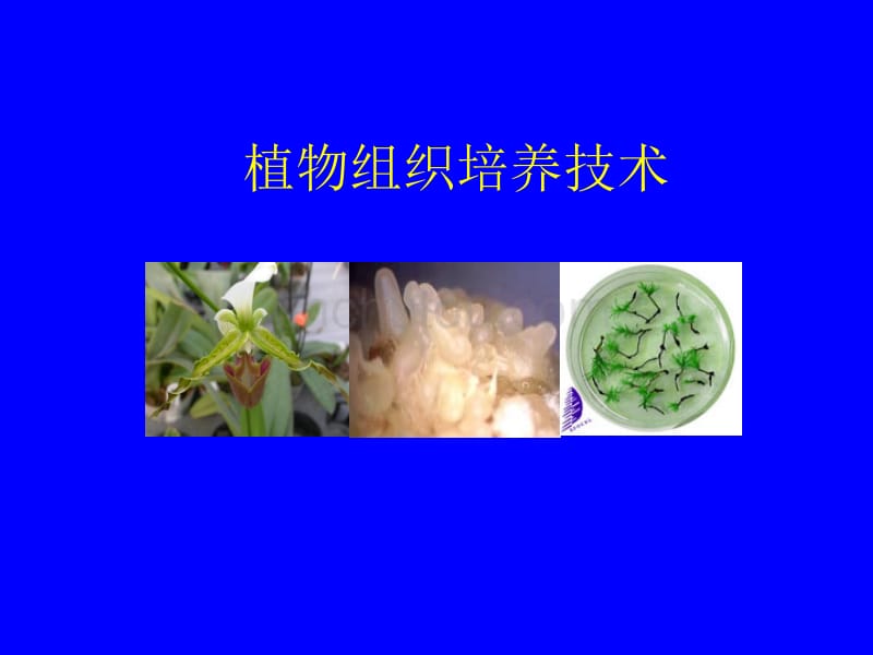 植物组织培养---绪论ppt_第1页