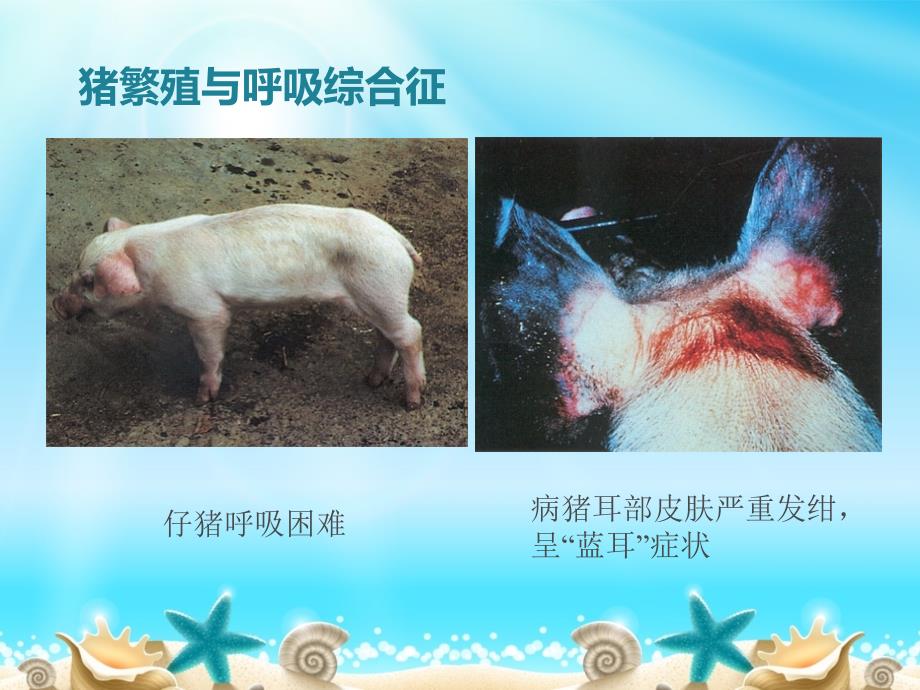 冬季猪场猪场常见病_第3页