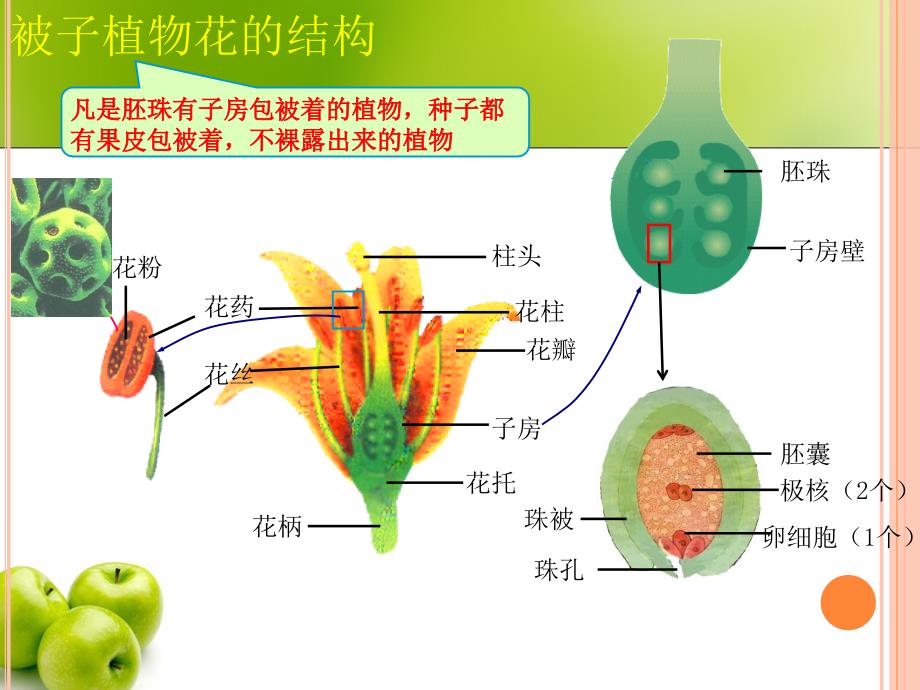 孟德尔的碗豆杂交试验(一)_第4页