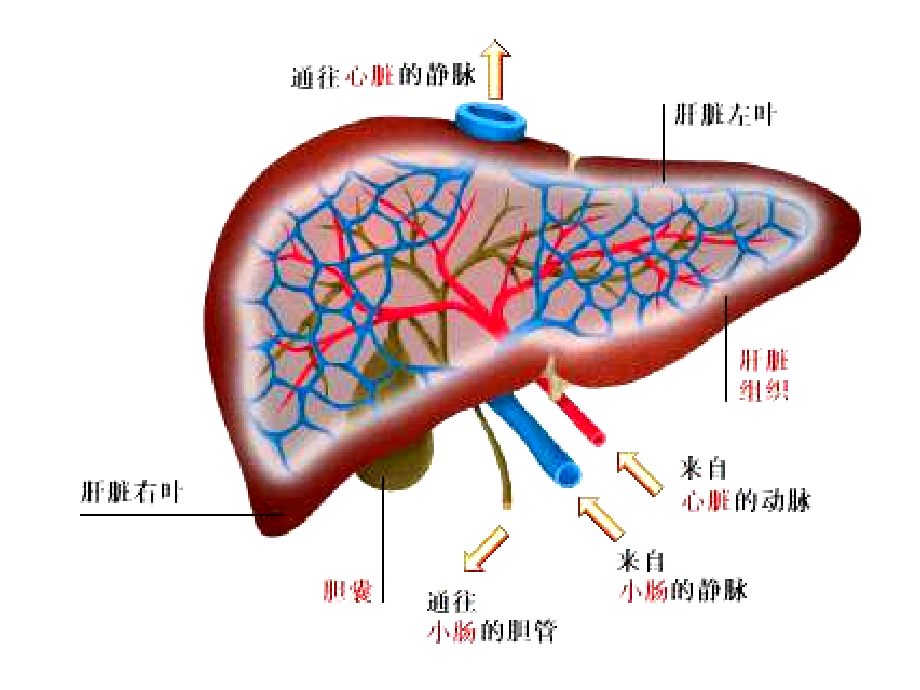 广州华港中医肝病医院讲解肝脏病变_第4页