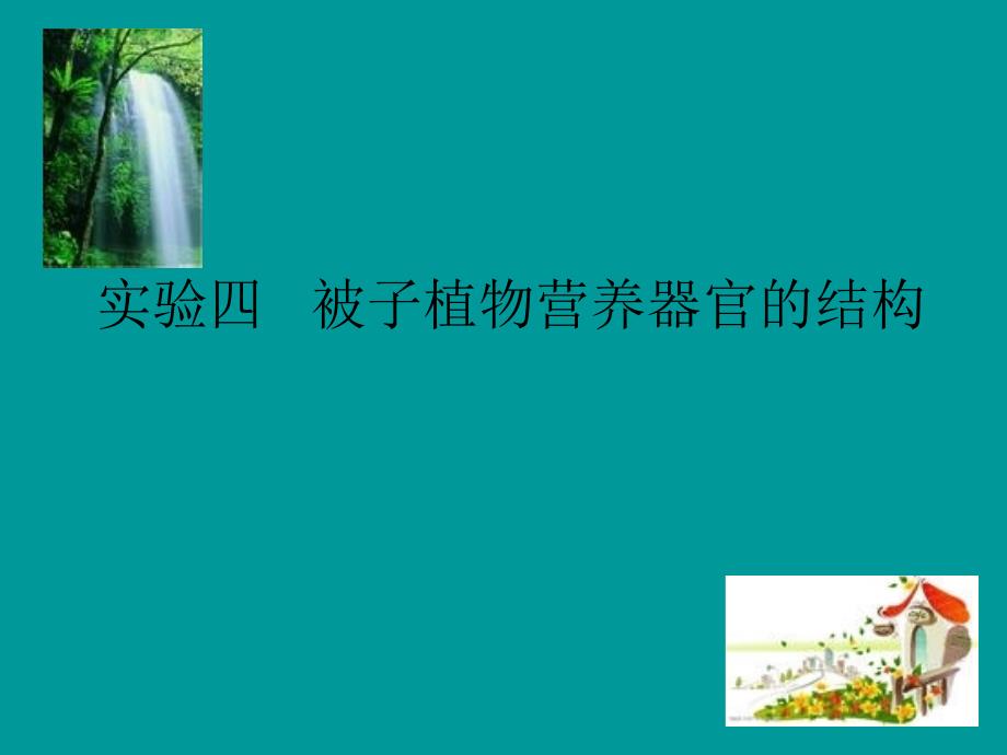 被子植物营养器官的结构_第1页