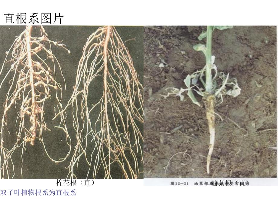 植物学ppt植物学形态术语基础知识_第4页