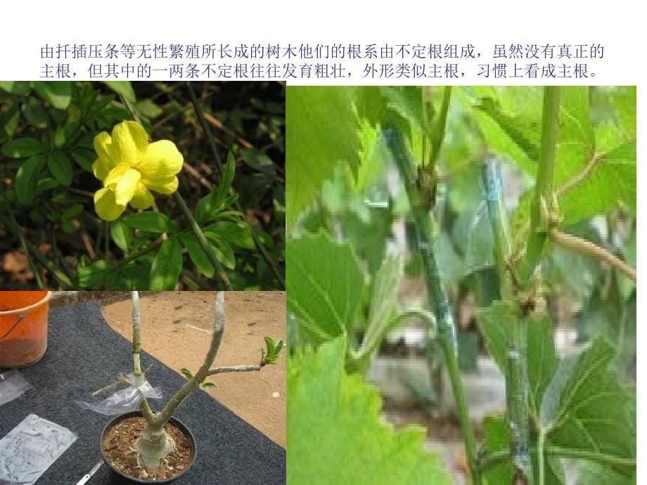 植物学ppt植物学形态术语基础知识_第5页