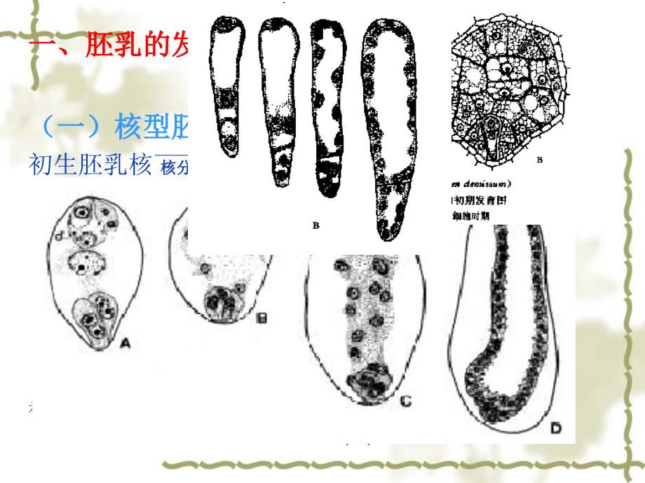 植物学--果实与种子的发育与结构_第3页