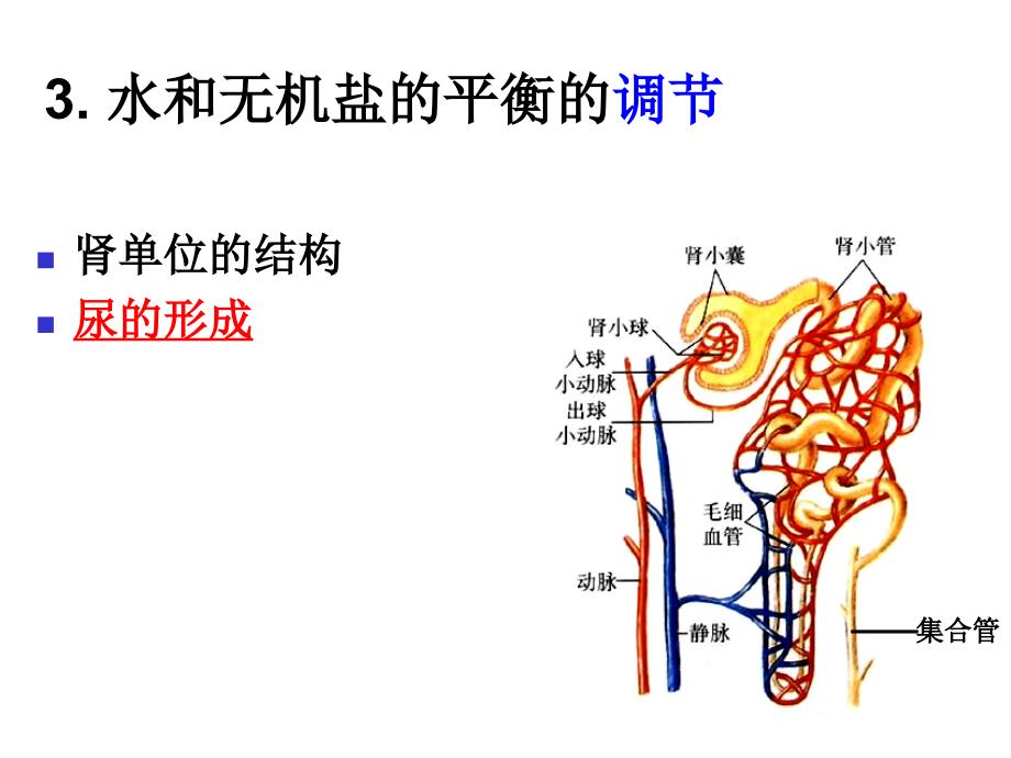 水和无机盐的平衡和调节y_第4页