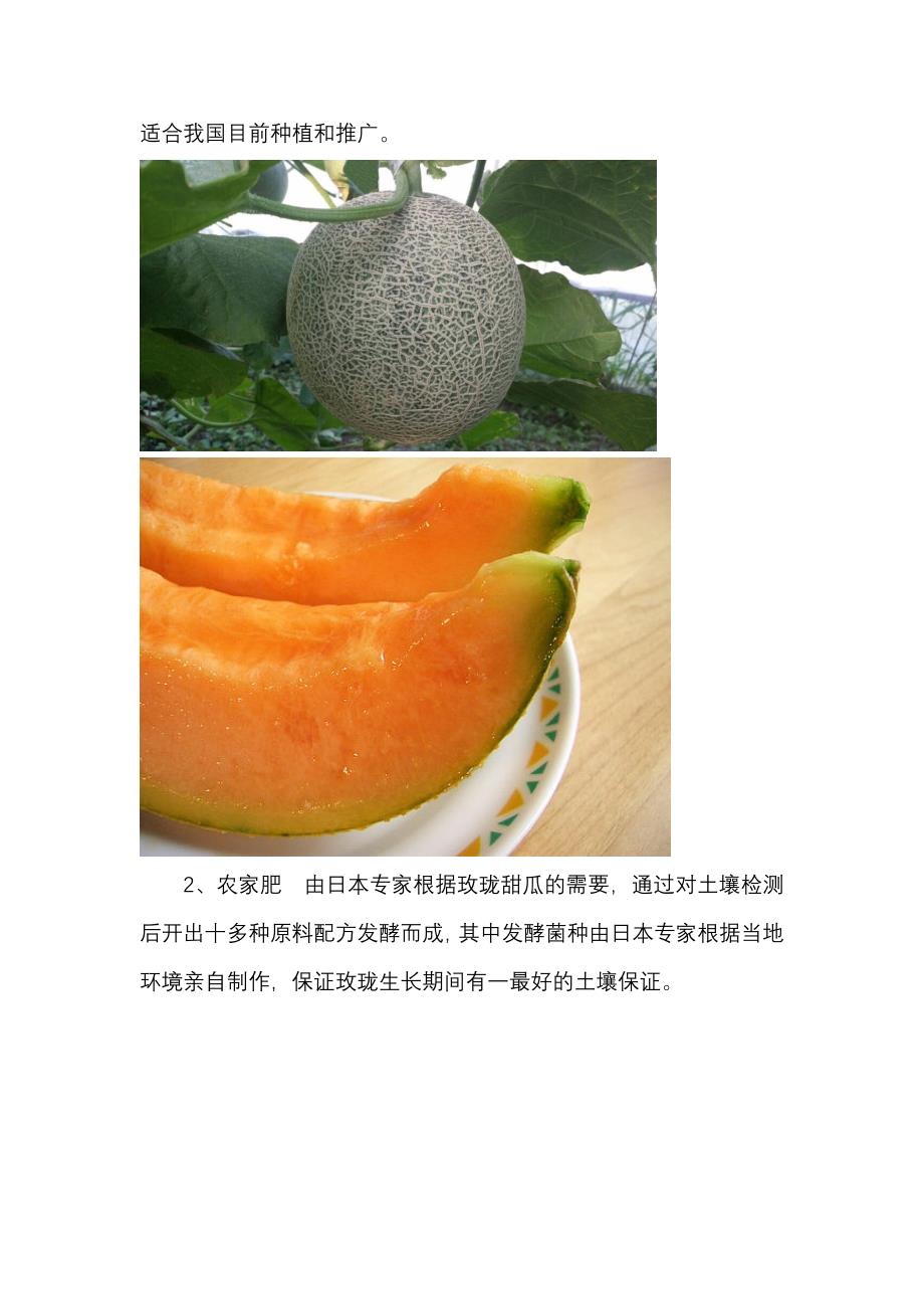 日本网纹甜瓜----玫珑 产品及种植特点_第2页