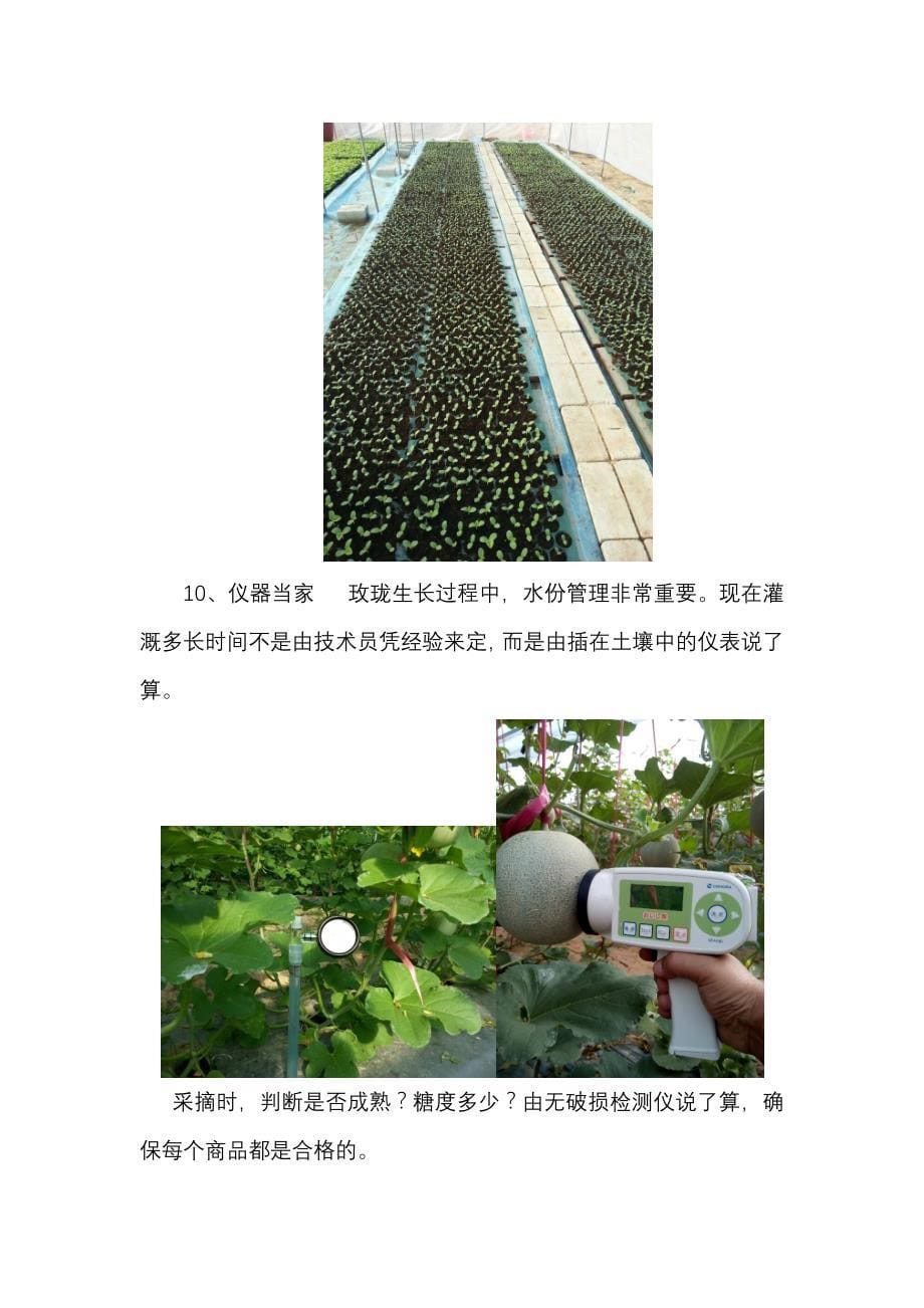 日本网纹甜瓜----玫珑 产品及种植特点_第5页