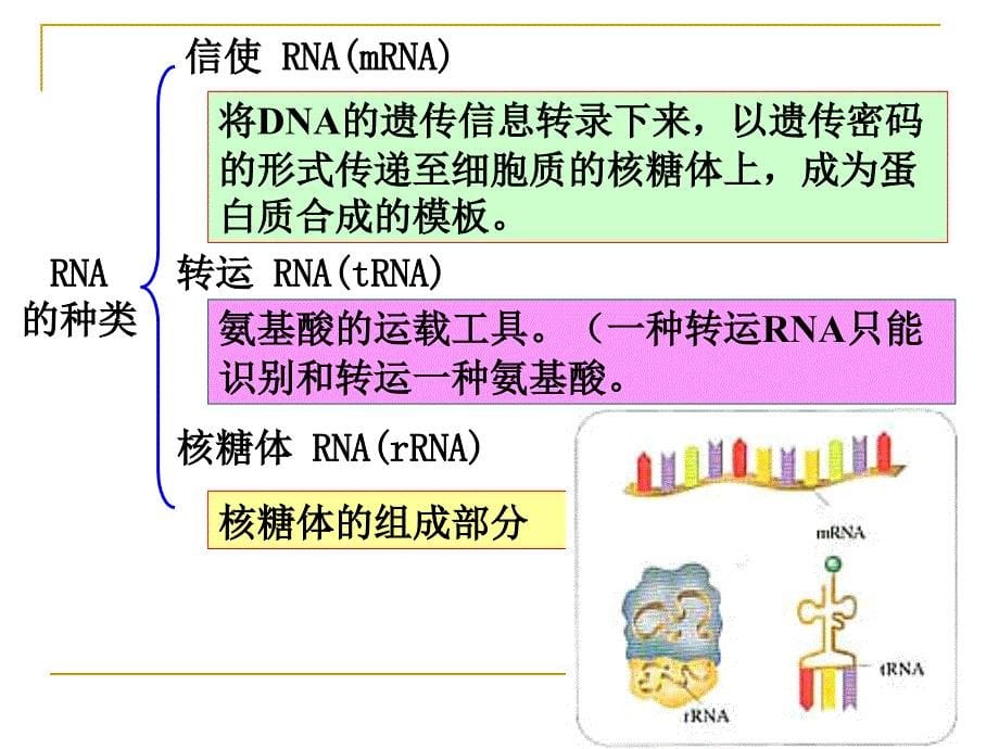 人教必修二生物第4章基因的表达第1节基因指导蛋白质的合成_第5页