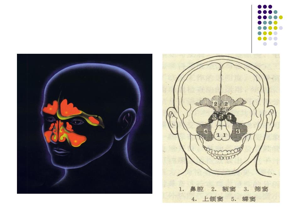 耳的应用解剖生理_第2页