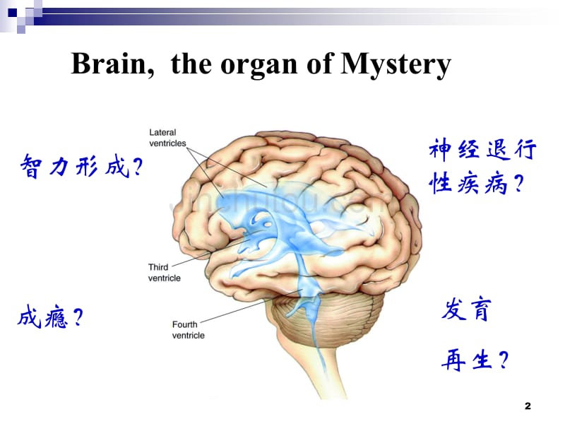 中枢神经系统发育_第2页