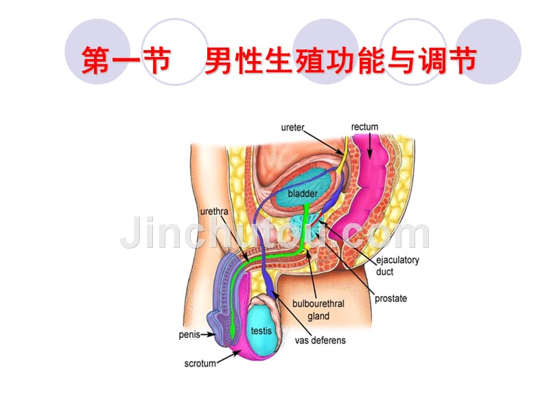 生殖系统生理_第4页