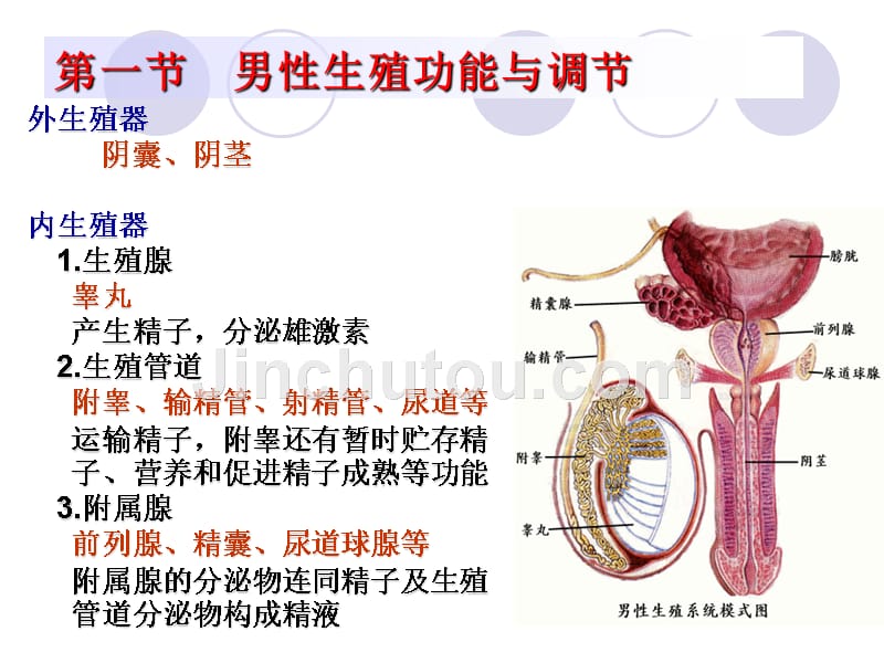 生殖系统生理_第5页