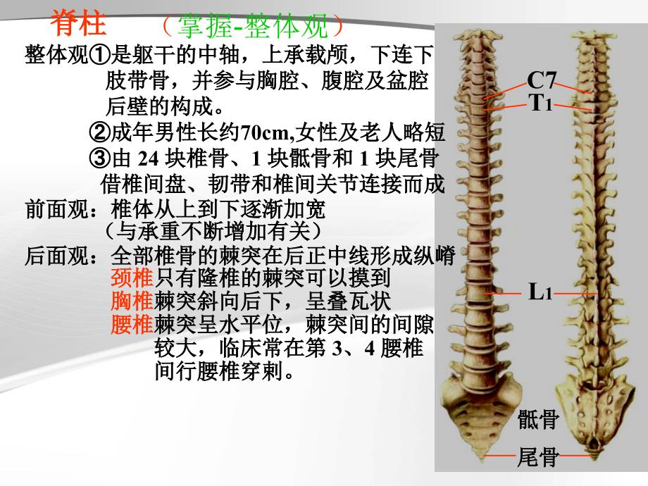 肌肉人体解剖生理学_第2页