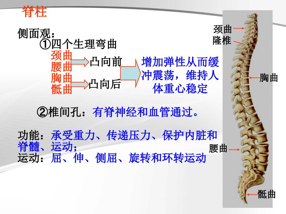 肌肉人体解剖生理学_第3页