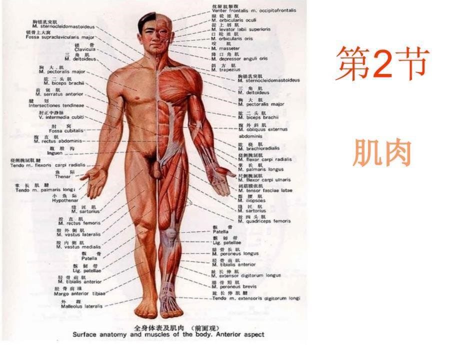 肌肉人体解剖生理学_第5页