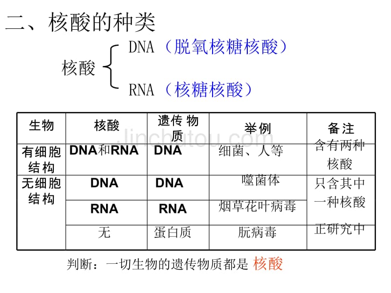 遗传物质的携带者——核酸_第5页