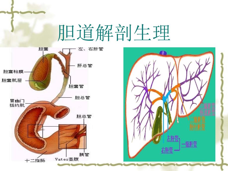 胆囊结石实习生_第2页