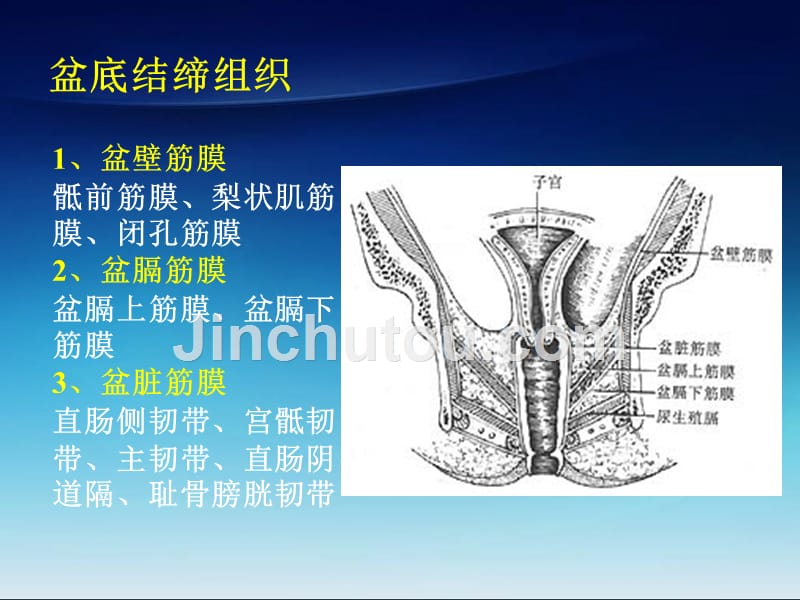 女性盆腔解剖及TVT,TVTO治疗女性_第4页