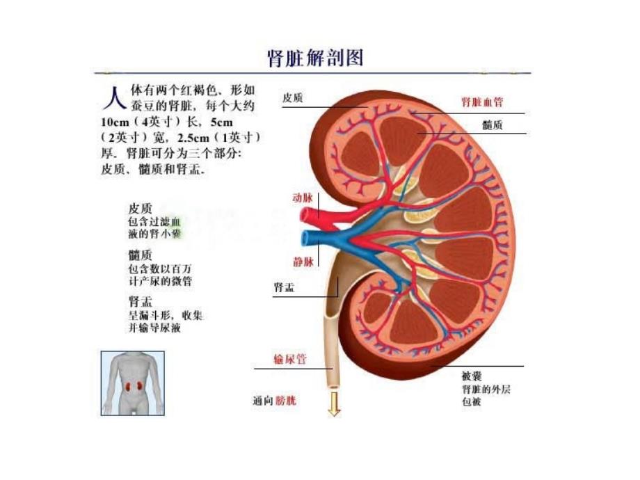 肾脏病基本知识_第3页