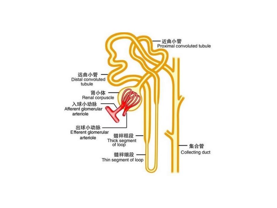 肾脏病基本知识_第4页