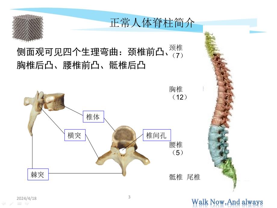 脊柱常见疾病简介_第3页