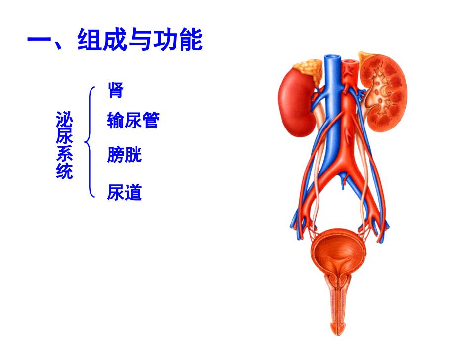 泌尿系科普知识讲座_第3页