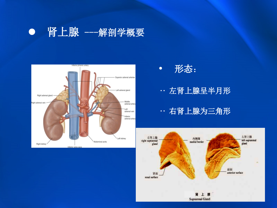 肾上腺影像学_第4页