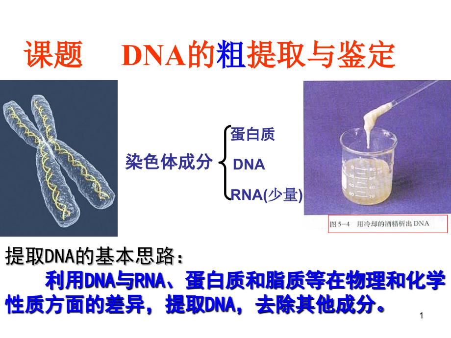 高中生物实验—dna的粗提取和鉴定_第1页