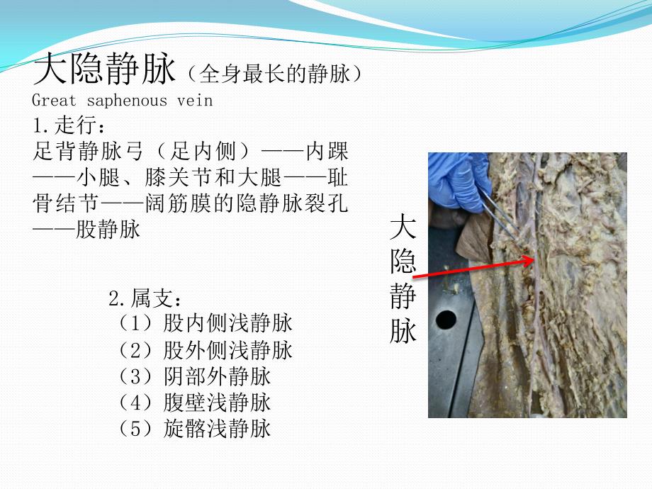 局解下肢讲解_第3页