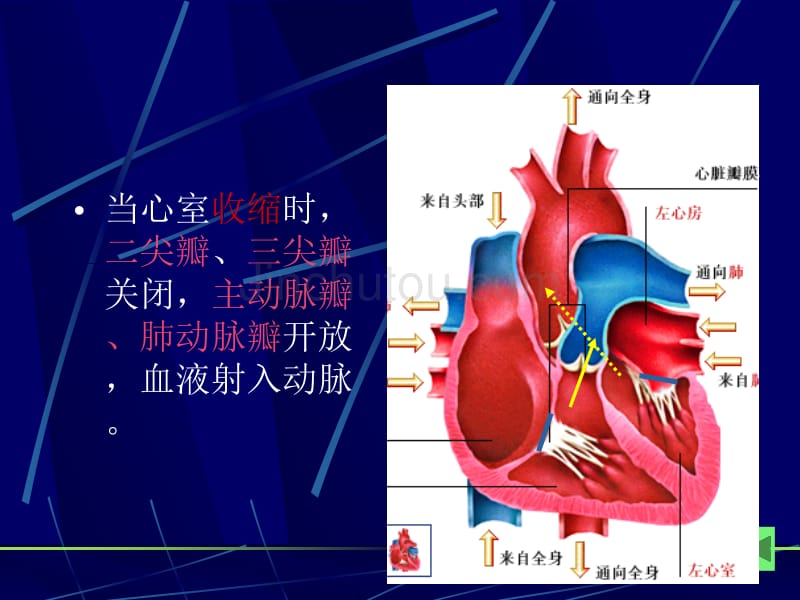 心力衰竭病人的护理_第1页