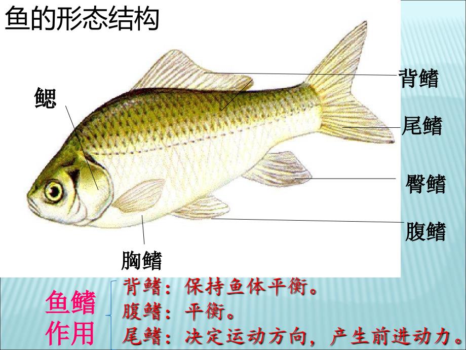 鄂教版小学五年级科学上册《8.鱼》_第4页