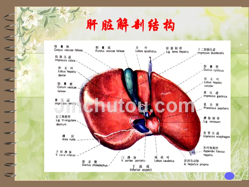 一例肝癌患者的护理查房_第4页