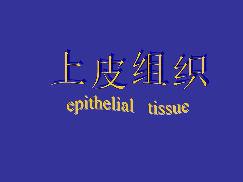上海交通大学组织学与胚胎学上皮组织_第1页