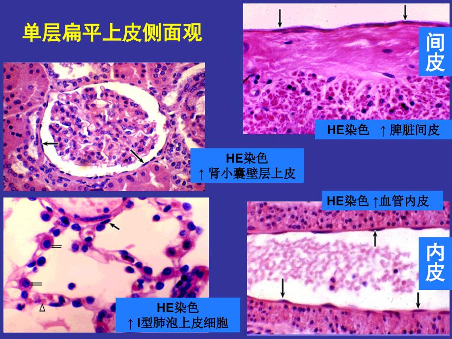 上海交通大学组织学与胚胎学上皮组织_第3页