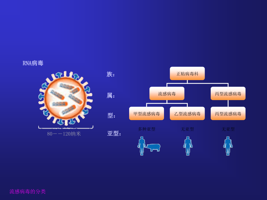 Influenza流行性感冒_第4页