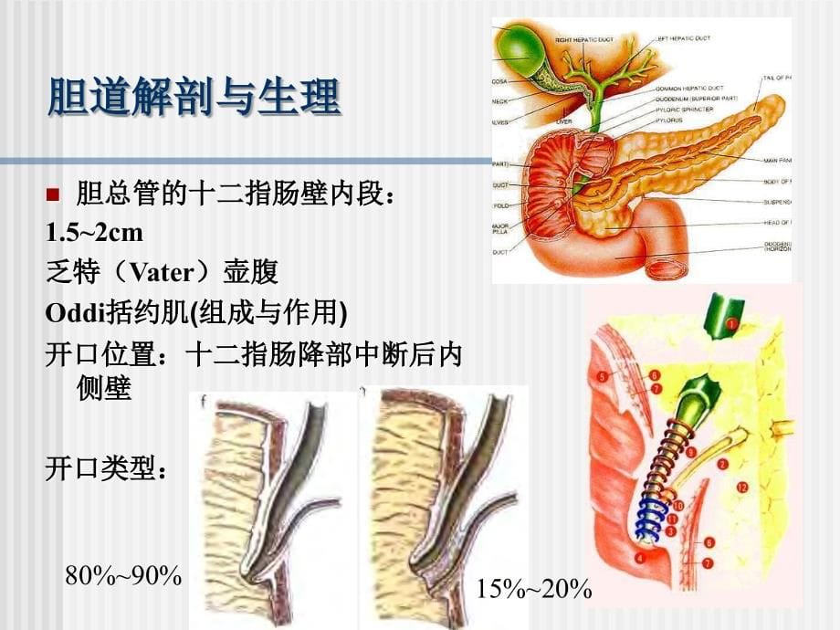 胆道疾病全析讲解_第5页