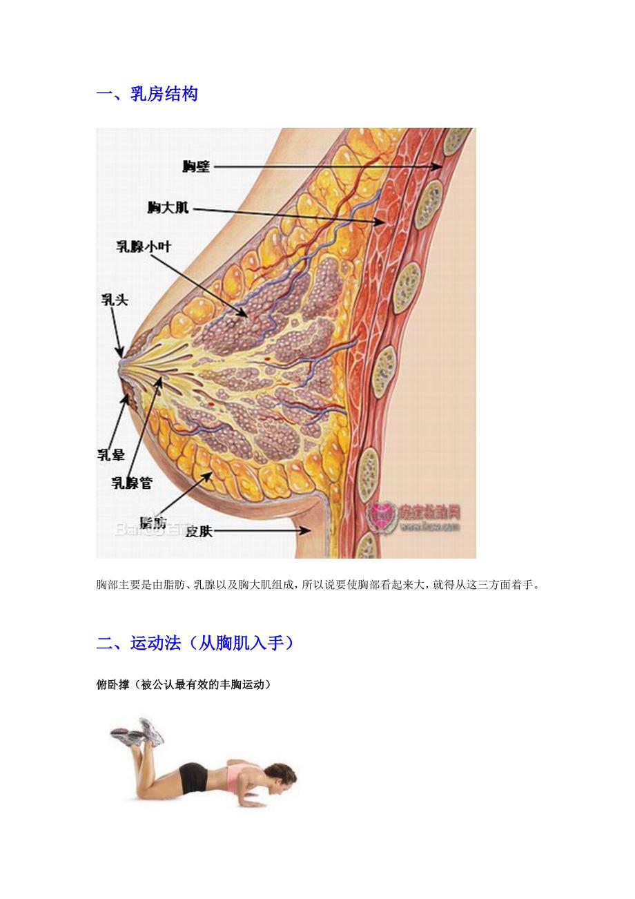 科学丰胸攻略_第1页