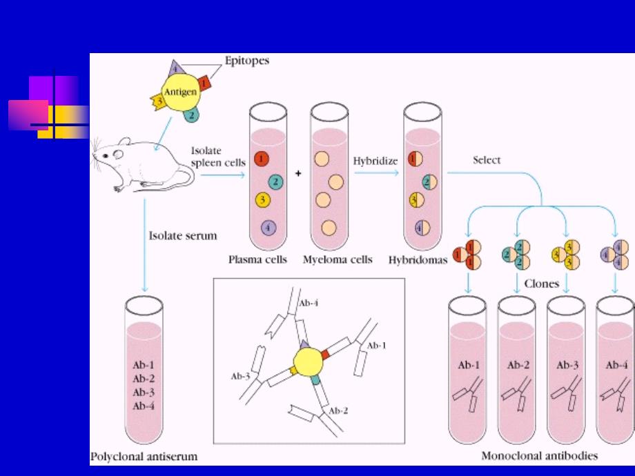 单克隆抗体与基因工程抗体制备_第3页