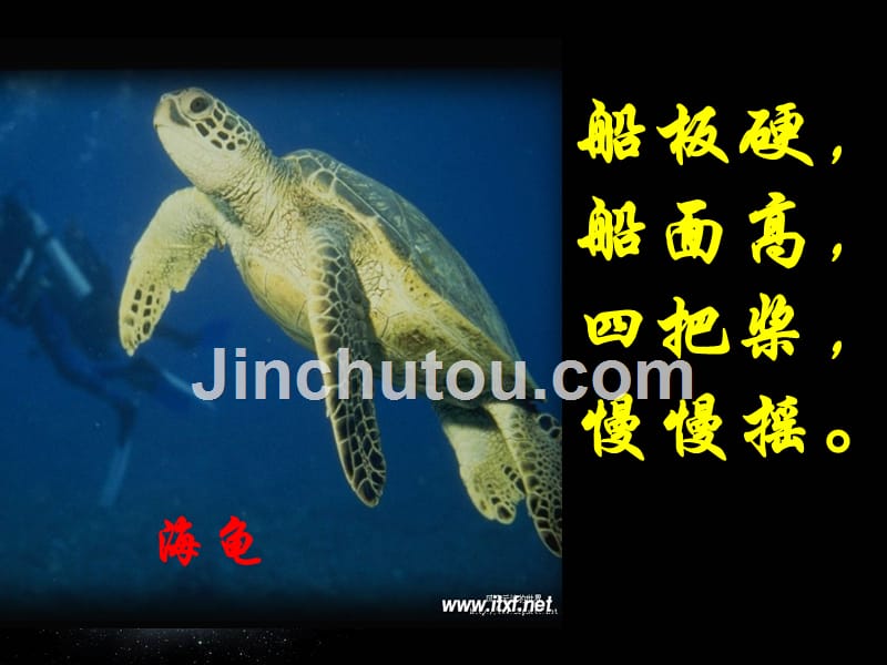 五年级美术--海洋生物_第5页