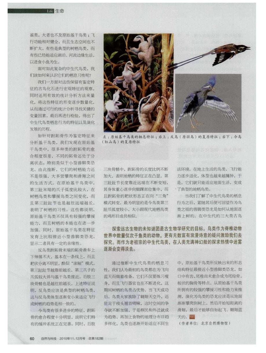 跨时空解密中生代鸟类的栖息习性_第5页