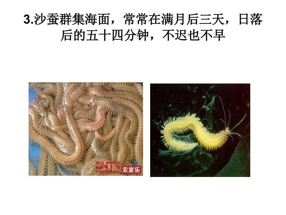 校本课程：动物生物钟_第5页