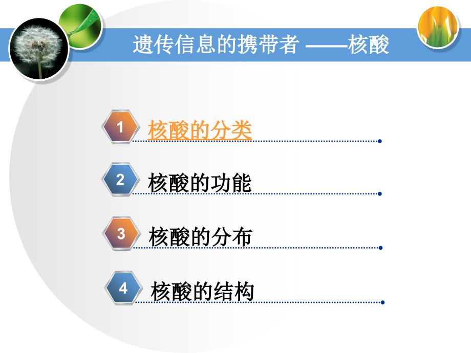 遗传信息的携带者——核酸_第1页